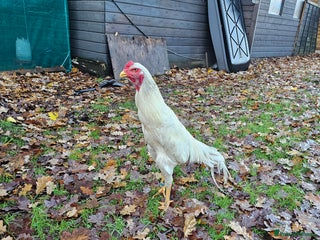 Chickens poultry O shamo german 7 months old - Advert 1