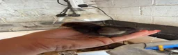 Chickens poultry for sale: 🐥🐣🥚USA Bearded silkies🐥Vorwerk🐥Brahmas🥚🐣🐥 - Advert 13
