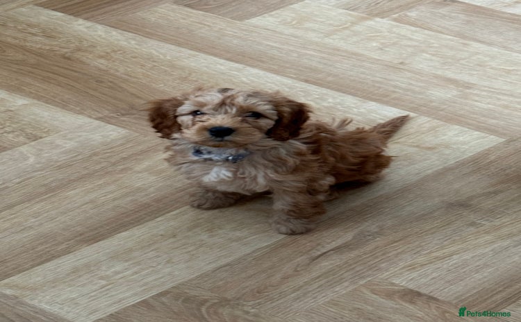 Cavapoo dogs - Advert 12