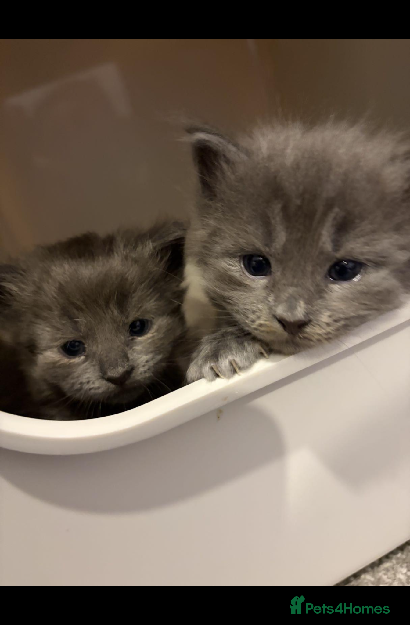 Maine Coon cats Beautiful Maine Coon x Ragdolls - Advert 6