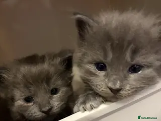 Maine Coon cats Beautiful Maine Coon x Ragdolls - Advert 6