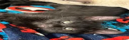 Mixed Breed cats for sale: Kittens for sale - Advert 5