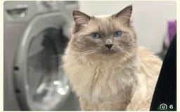 Ragdoll cats for sale: Rag doll kittens  - Image 8