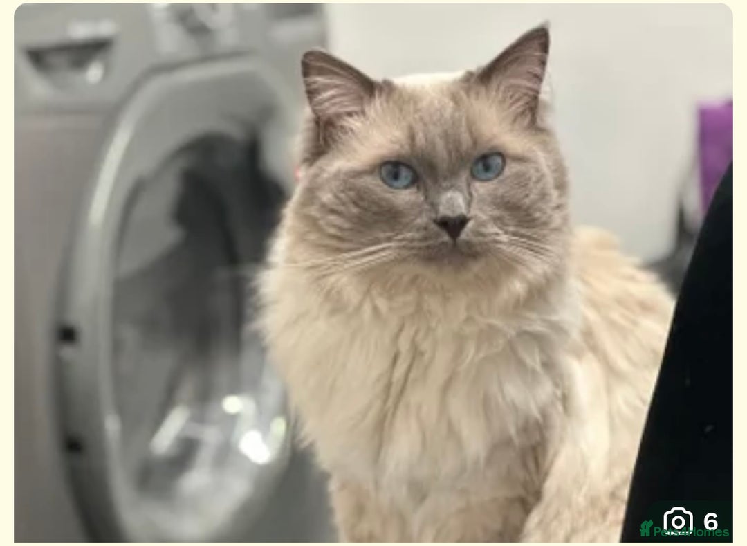 Ragdoll cats for sale: Rag doll kittens  - Image 8