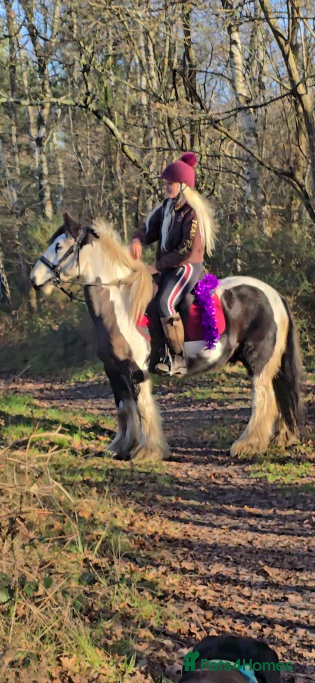 Irish Cob horses for sale: 13.1h Gypsie Cob gelding. - Advert 2
