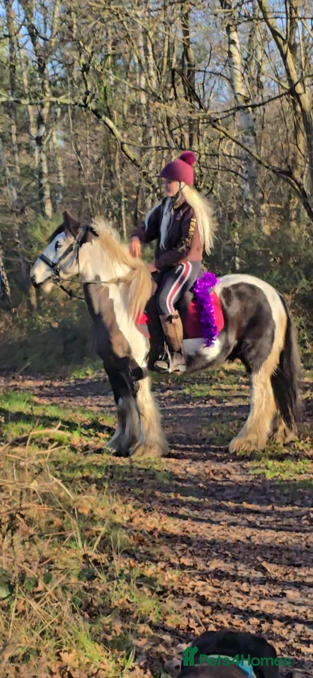 Irish Cob horses for sale: 13.1h Gypsie Cob gelding. - Advert 2