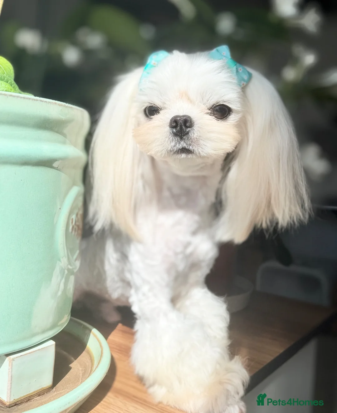 Maltese dogs for sale: 💙adorable full Korean maltese boy KC Reg💙 - Advert 1