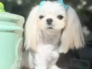 Maltese dogs 💙adorable full Korean maltese boy KC Reg💙 - Advert 6