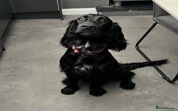 Mixed Breed dogs for sale: Irish cocker - Image 1