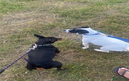 Mixed Breed dogs for sale: Eddie  - Advert 13