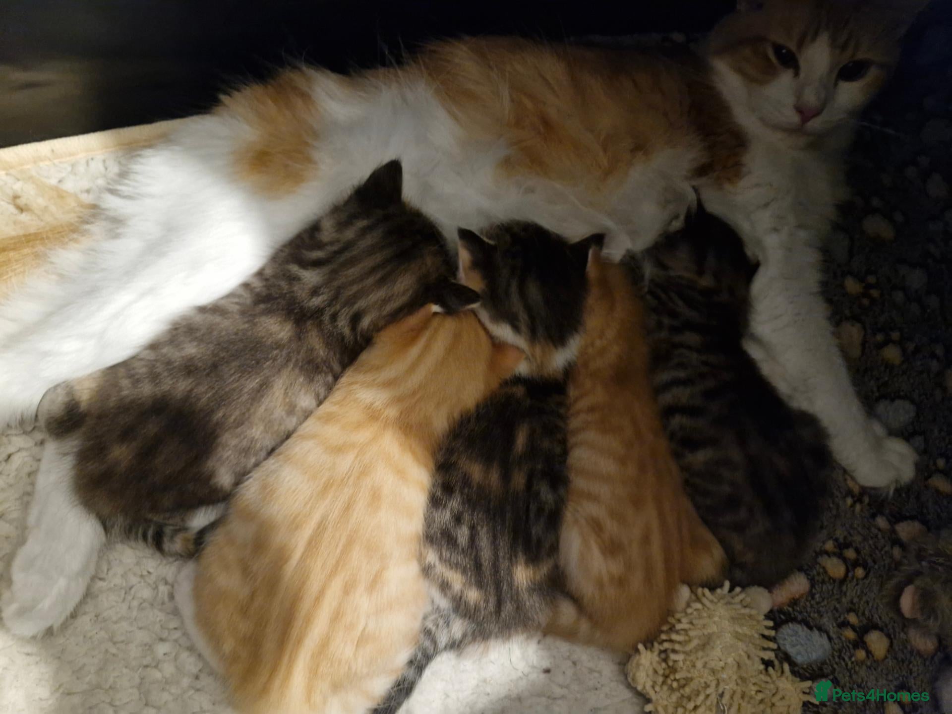 Mixed Breed cats Male and female tabby and ginger kittens  - Advert 22