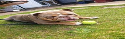 Old Tyme Bulldog dogs for stud: English Bulldog Stud. Lilac Tri. in Romford - Advert 16