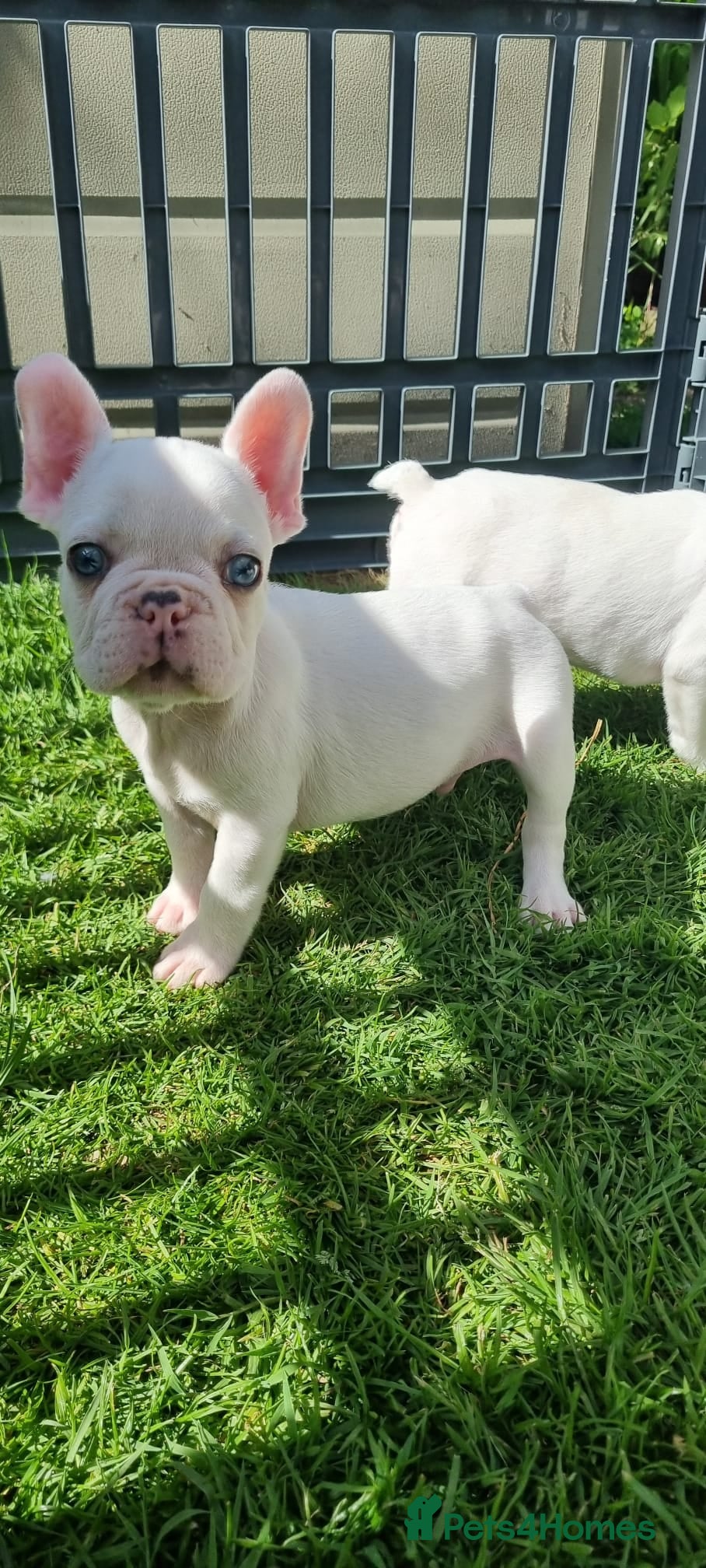 French Bulldog dogs Unique 💝 Pied French Bulldogs - Advert 6