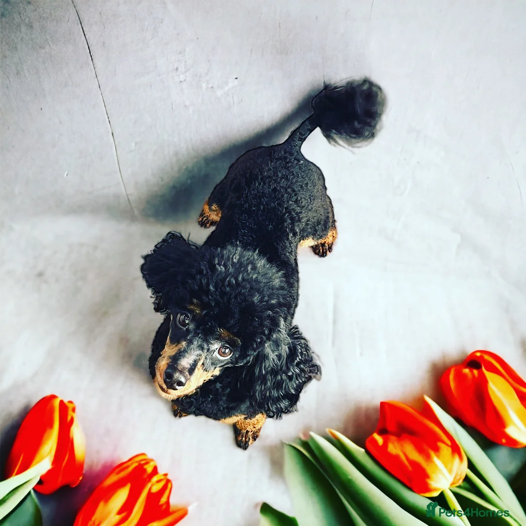 Toy Poodle dogs for stud: PHANTOM TOY POODLE AVAILABLE AT STUD in Grays - Advert 11