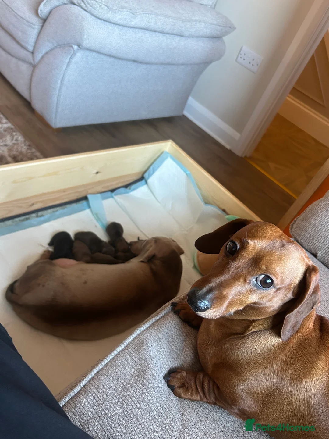 Miniature Dachshund dogs for sale: Miniature dachshund  - Advert 14