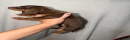 Miniature Dachshund dogs for sale: 🤩Beautiful miniature dachshund puppies🤩  - Advert 9