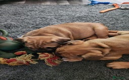 Mixed Breed dogs for sale: Minibulls/frenchlish puppies for sale  - Image 4