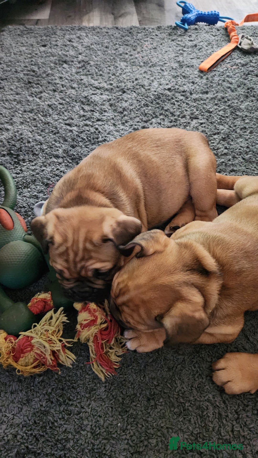 Mixed Breed dogs for sale: Minibulls/frenchlish puppies for sale  - Image 4