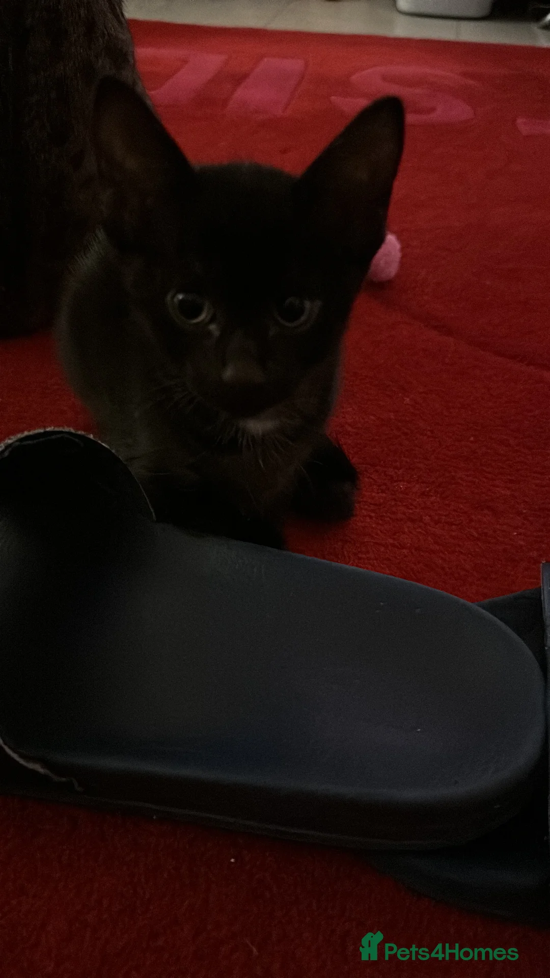 Savannah cats for sale: Stunning F3 Savannahs Last spotted girl - Advert 30