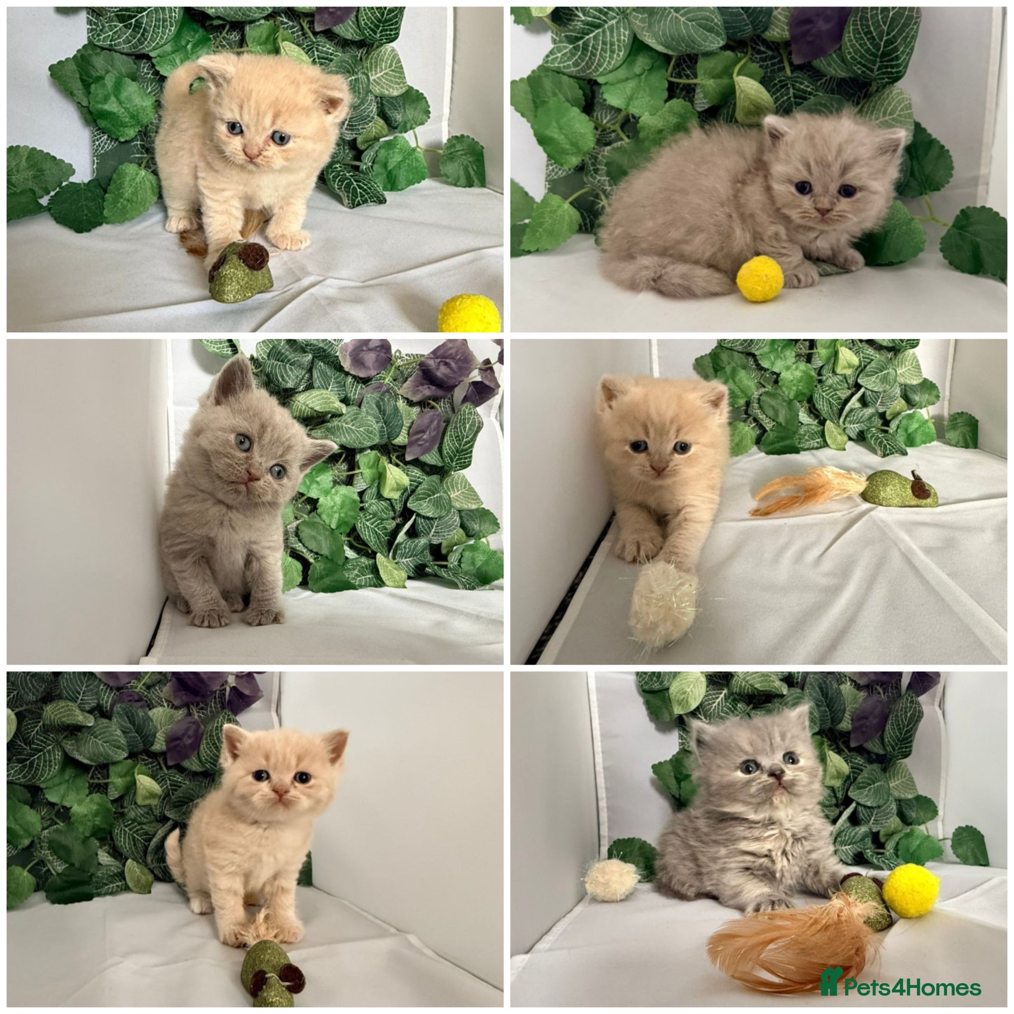 British Shorthair cats for sale: Stunning BSH/BLH Kittens for Sale  - Advert 1