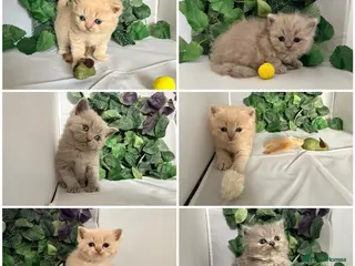 British Shorthair cats for sale: Stunning BSH/BLH Kittens for Sale - Advert 1