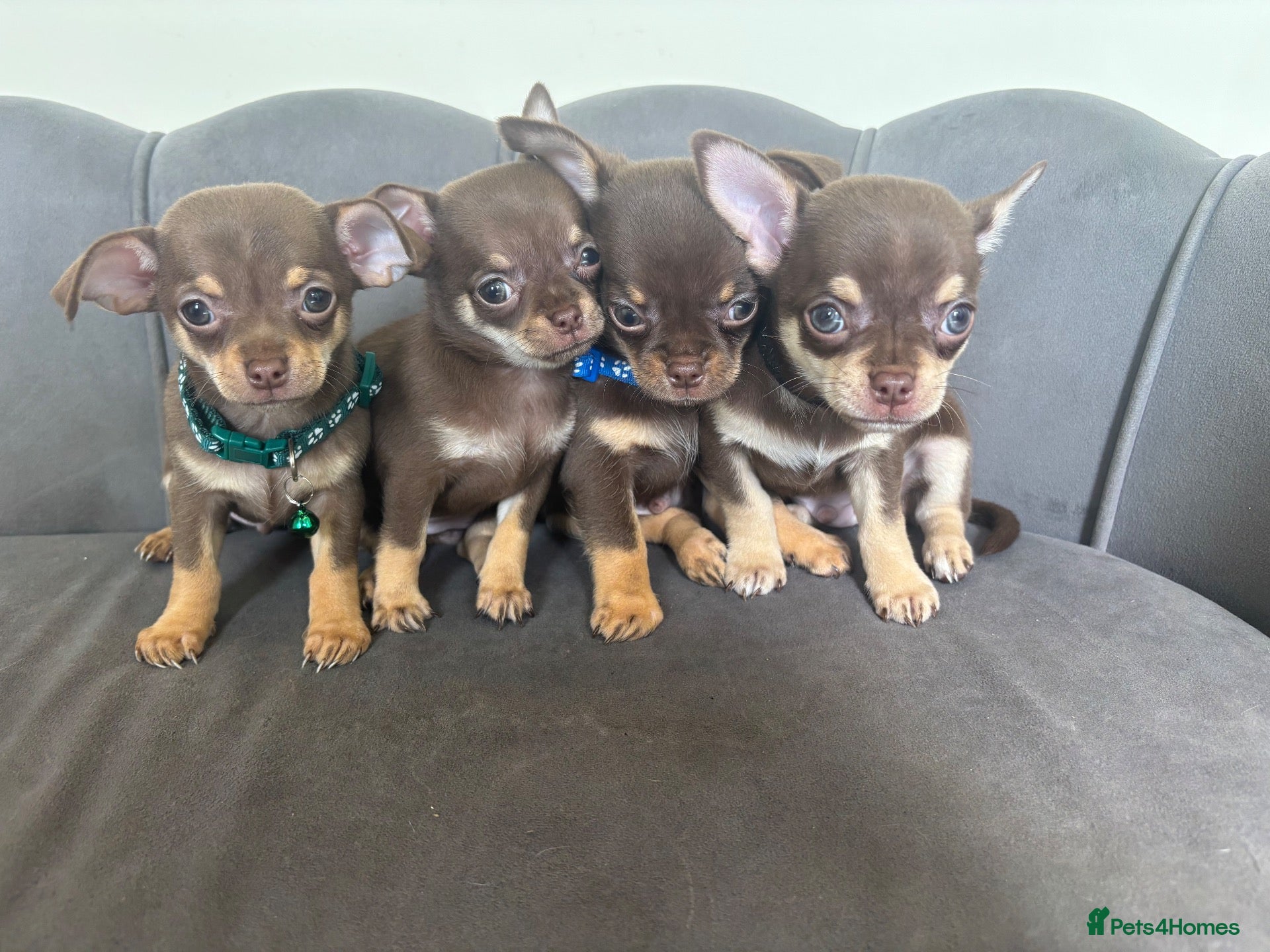 Chihuahua dogs Stunning KC Reg Chocolate Chihuahuas - Advert 2