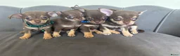 Chihuahua dogs for sale: Stunning KC Reg Chocolate Chihuahuas - Advert 5