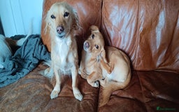Mixed Breed dogs for sale: Kokoni breed  - Image 2