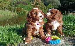 Cavapoo dogs for sale: Scrumptious Cavapoo puppies- Dad PRA tested - Image 2