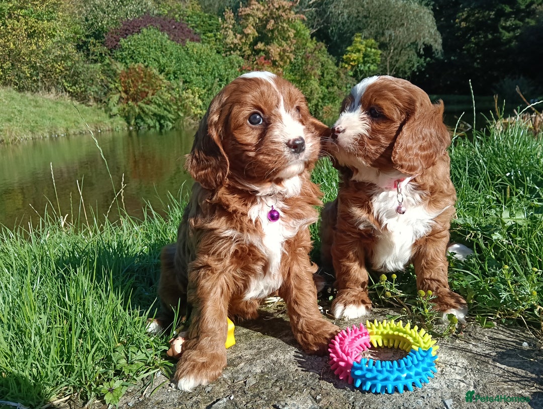 Cavapoo dogs for sale: Scrumptious Cavapoo puppies- Dad PRA tested - Image 2