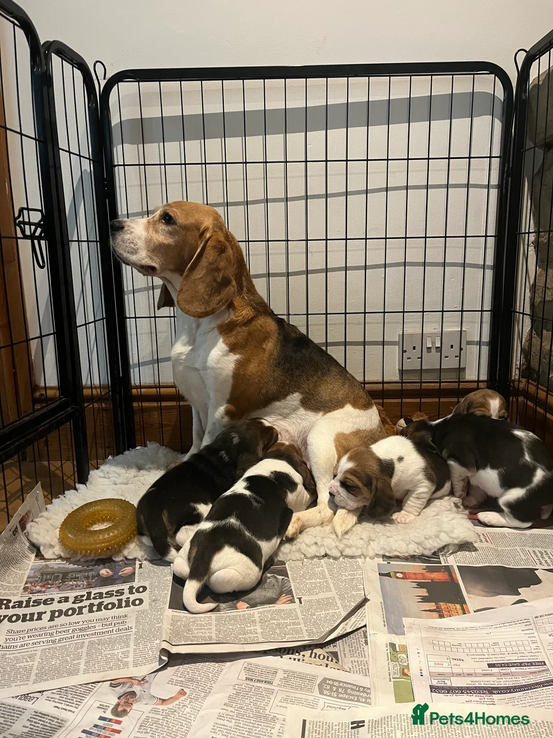 Beagle dogs for sale: Absolutely Stunning Puppies (KC reg) - Advert 2