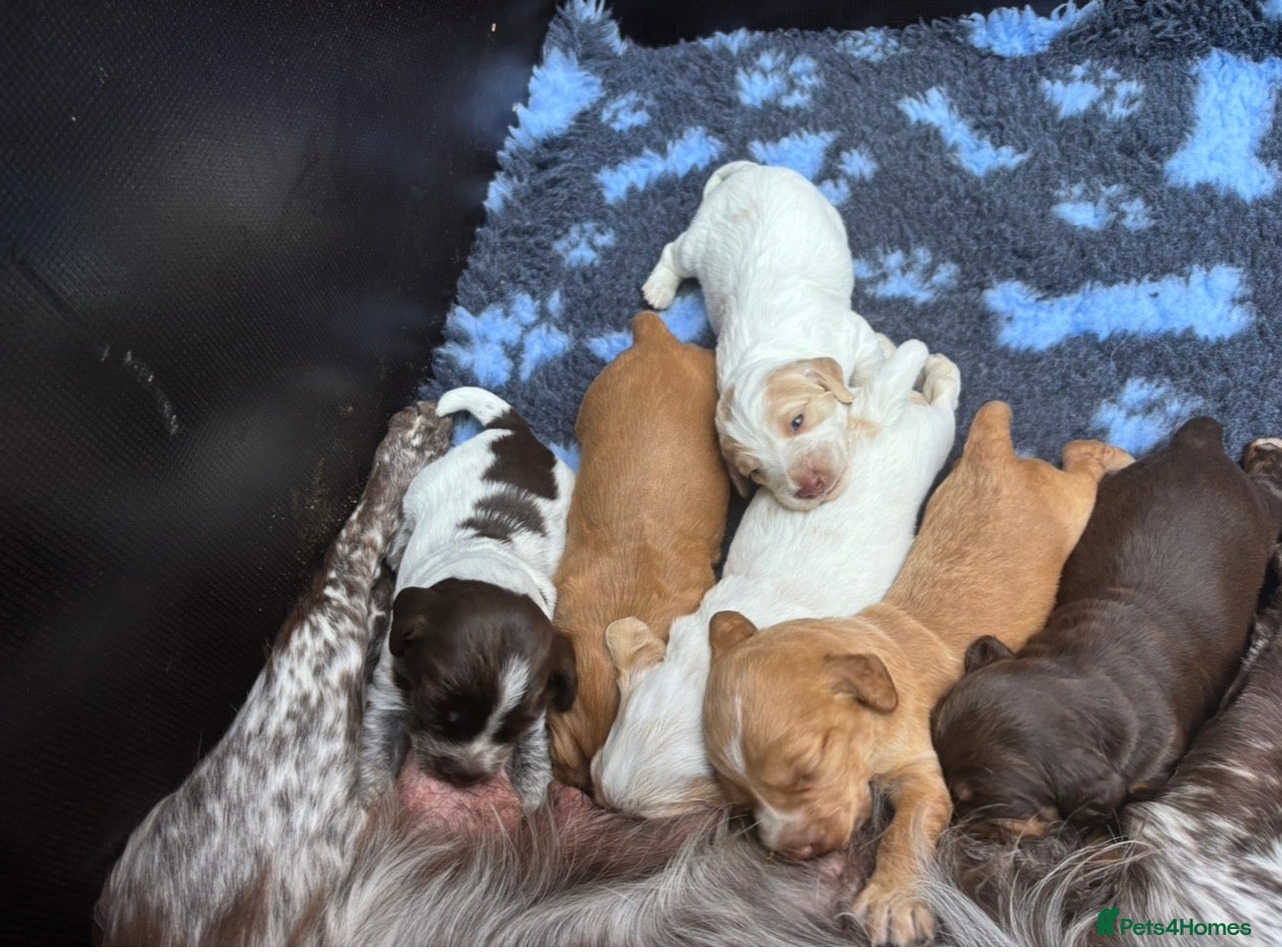 Cocker Spaniel dogs KC Reg Working Cocker Spaniel Puppies FTC breeding - Advert 2