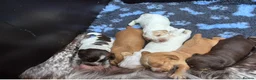 Cocker Spaniel dogs for sale: KC Reg Working Cocker Spaniel Puppies FTC breeding - Advert 2
