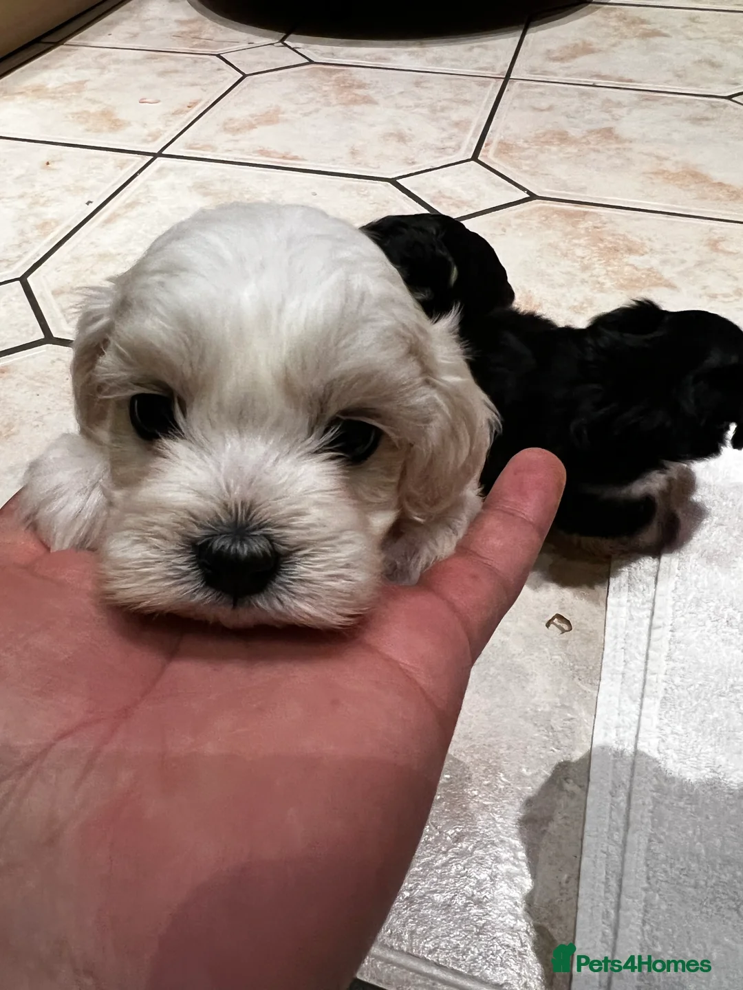 Bichon Frise dogs for sale: Male Bichon Frise 8 WEEKS OLD. Health and active  - Advert 1