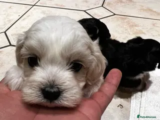 Bichon Frise dogs Male Bichon Frise 8 WEEKS OLD. Health and active - Advert 4