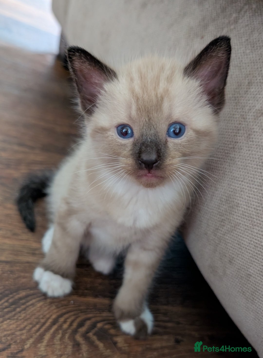 Mixed Breed cats for sale: 4 beautiful kittens looking for their forever home - Image 1
