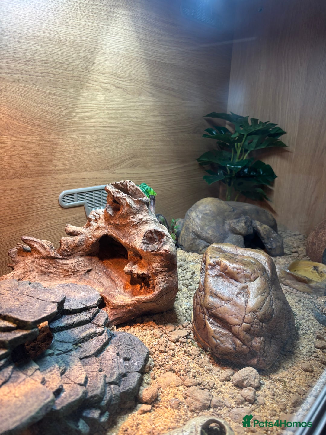 Leopard Gecko reptiles for sale: Tango Leopard Gecko - Advert 10