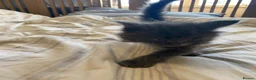 Maine Coon cats for sale: Maine coon kittens for sale  - Advert 20