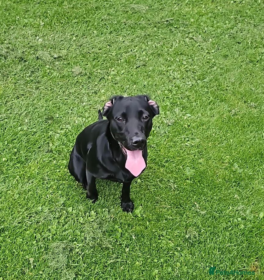 Mixed Breed dogs Labernese F1 Puppies - Advert 2