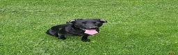 Mixed Breed dogs for sale: Labernese F1 Puppies - Advert 32
