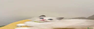 Ragdoll 7