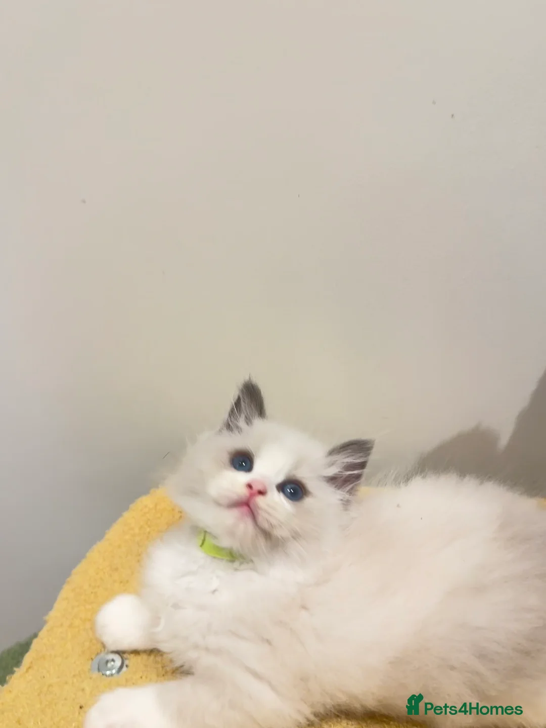 Ragdoll cats for sale: Tica registered ragdoll kittens in London - Advert 2