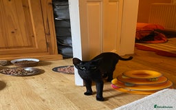 Havana Brown cats for sale: Lilac and Black Suffolk Kittens - Image 1