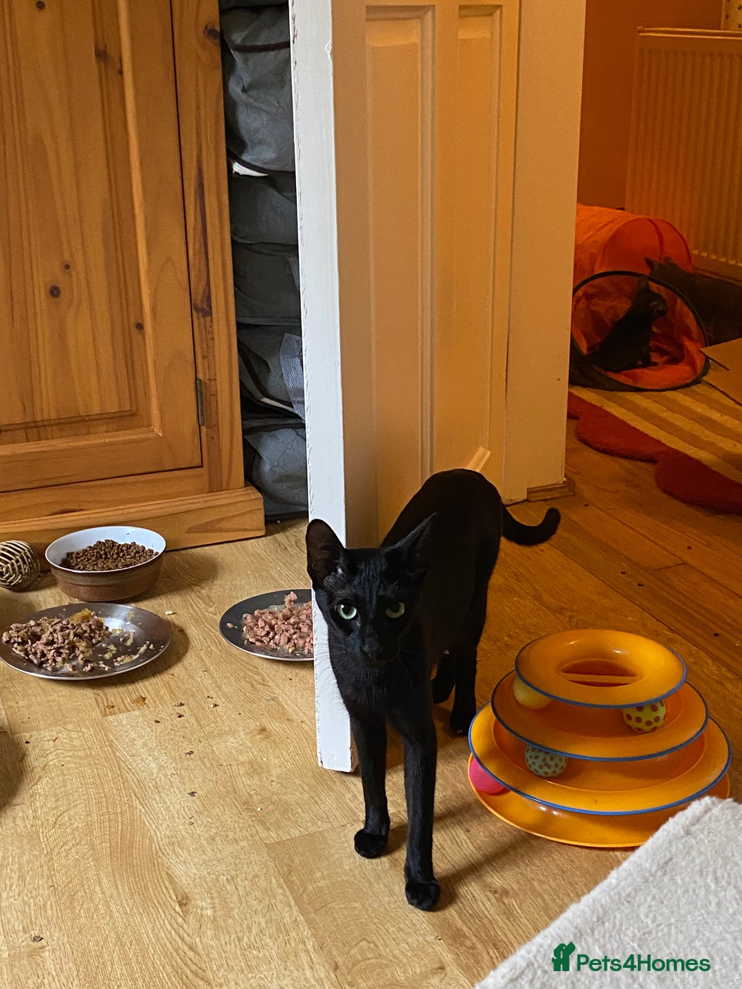 Havana Brown cats for sale: Lilac and Black Suffolk Kittens - Image 1