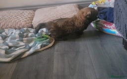 Shih Tzu dogs for sale: One beautiful little girl ready friday - Image 8
