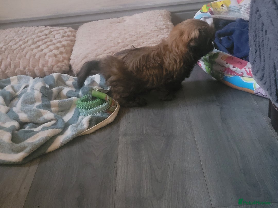 Shih Tzu dogs for sale: One beautiful little girl ready friday - Image 8