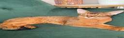 Abyssinian cats for sale: 2 Abyssinian Tica kittens girls  - Advert 10