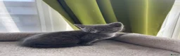 British Shorthair cats for sale: Beautiful British Kittens 🍂 - Advert 3