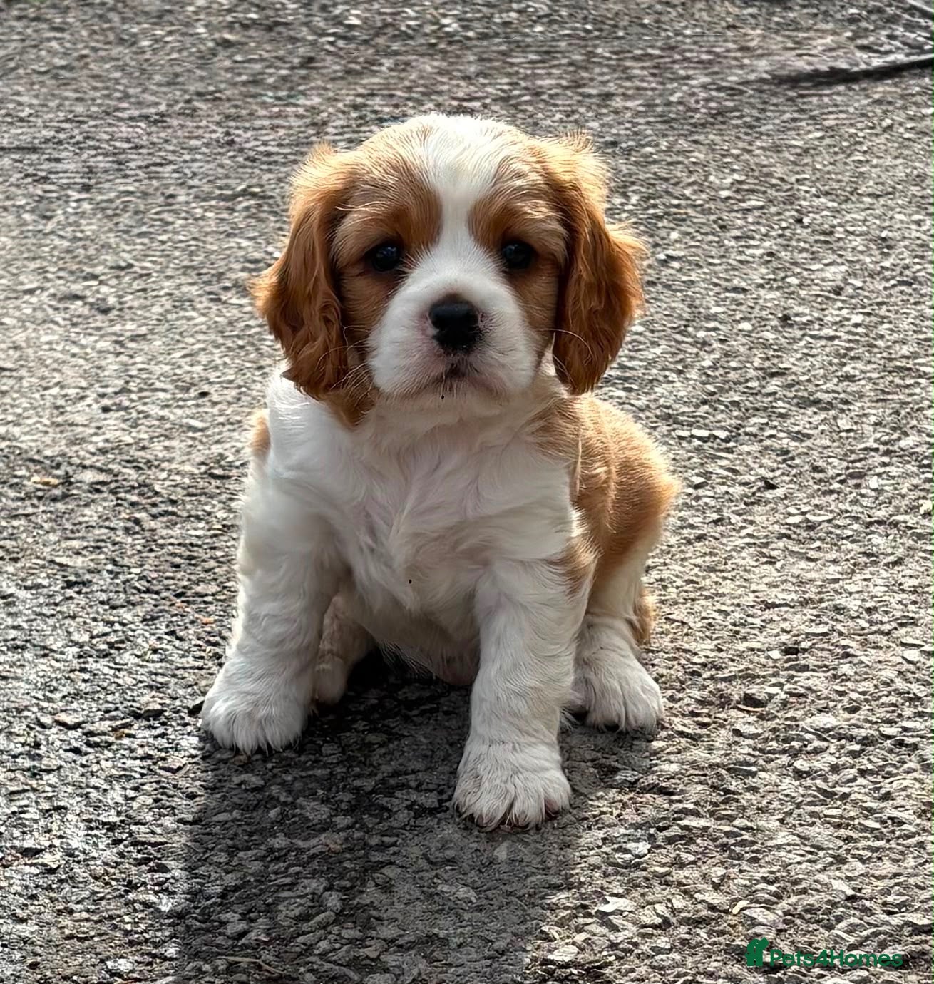 Cavalier King Charles Spaniel dogs Gorgeous Cavalier King Charles Puppies! - Advert 1