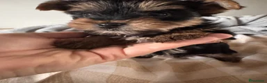 Mixed Breed Puppy 2